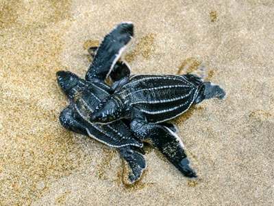 Leatherback Sea Turtle babies