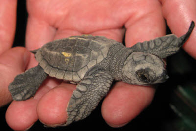 Olive Ridley Sea Turtle baby