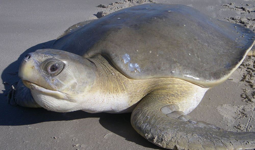 flatback turtle