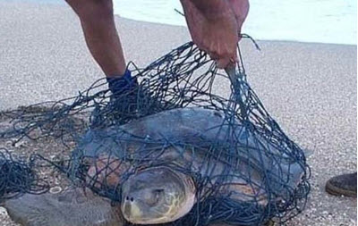 turtle in net